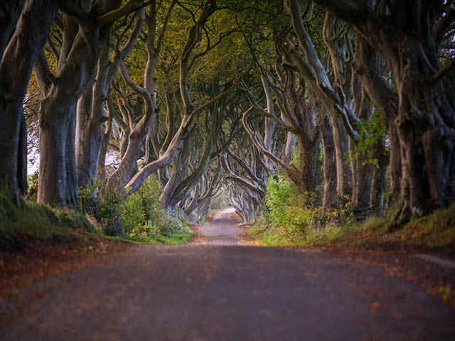 Dark Hedges Northern Ireland 