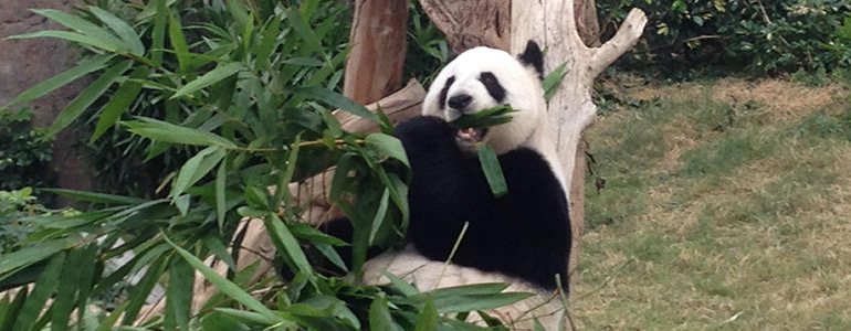 Panda in Hong Kong