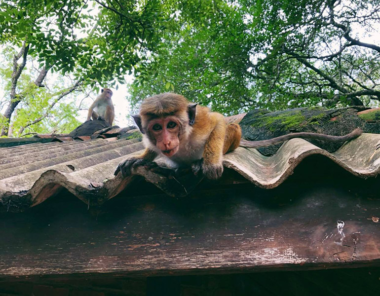 Monkey in Sri Lanka