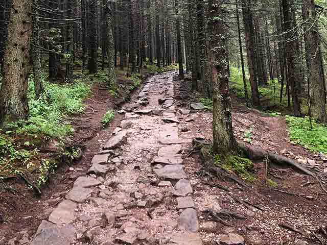 Woods in Zakopane 