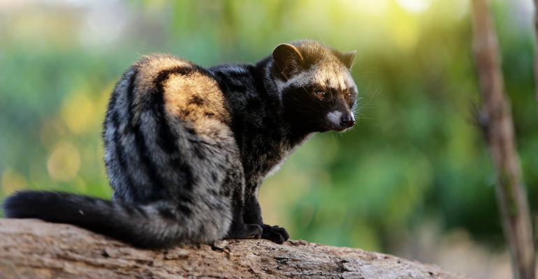 Civet Cat