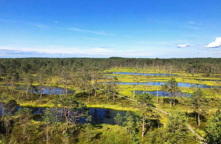 Estonian Bog