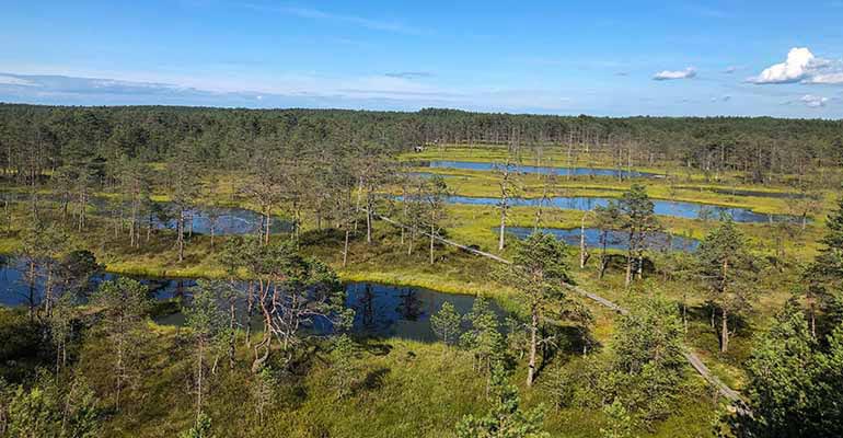 Estonian Bog