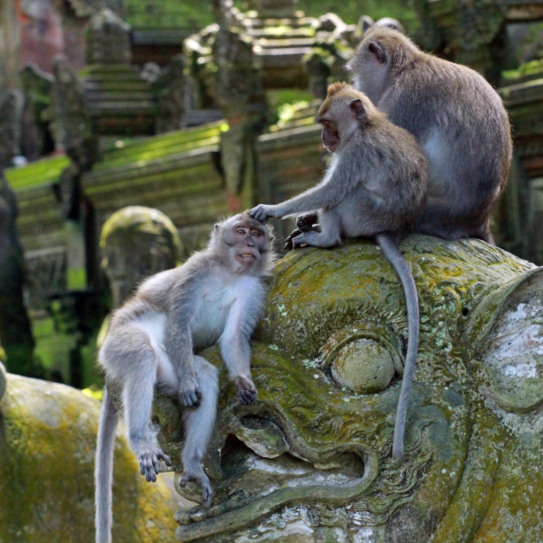 Ubud Monkey Forest Temple, Bali