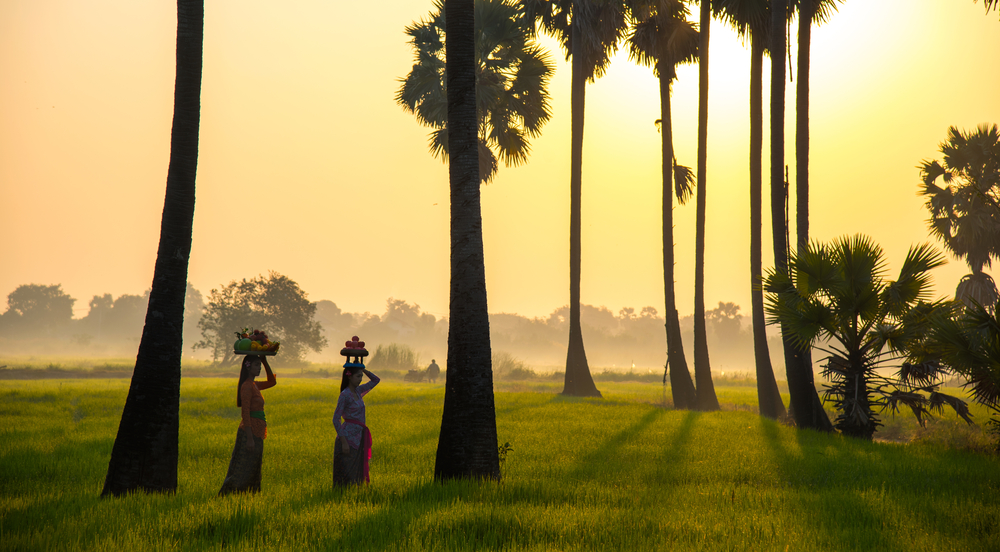 Indonesian field