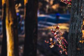 Australian bush regrowth