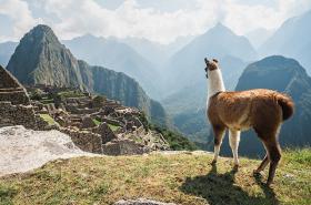 Llama in Peru