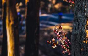 Australian bush regrowth