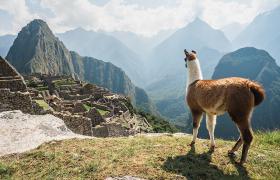Llama in Peru
